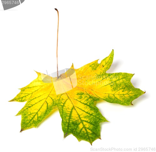 Image of Yellowed autumn maple-leaf