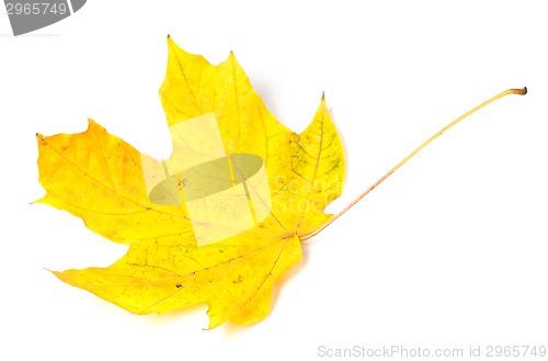 Image of Yellow autumn maple-leaf on white background.