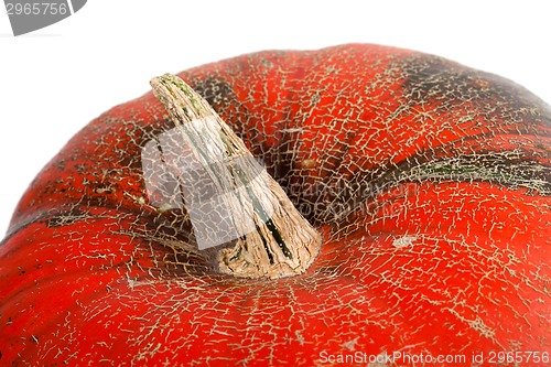 Image of Top of pumpkin on white background