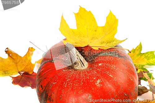 Image of Red ripe pumpkin and autumn leaves 