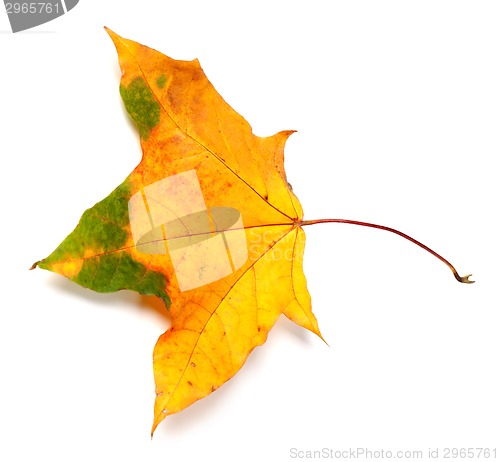 Image of Autumn multicolor maple-leaf