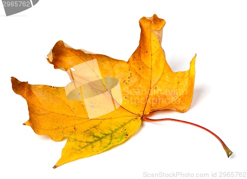 Image of Yellow dried autumn maple-leaf on white background