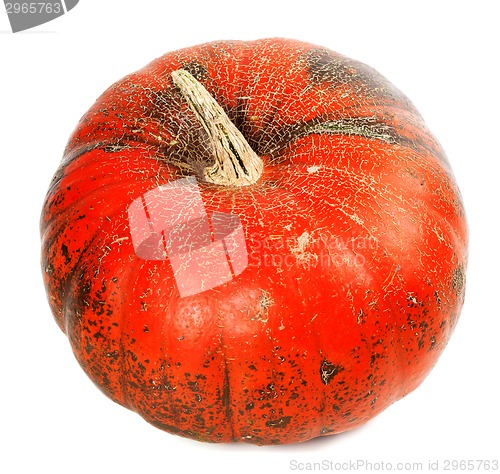 Image of Red ripe pumpkin