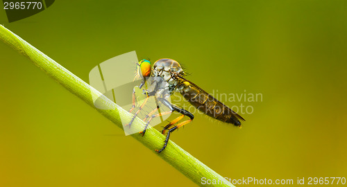 Image of Asilidae (robber fly) sits on a blade of grass. Thailand