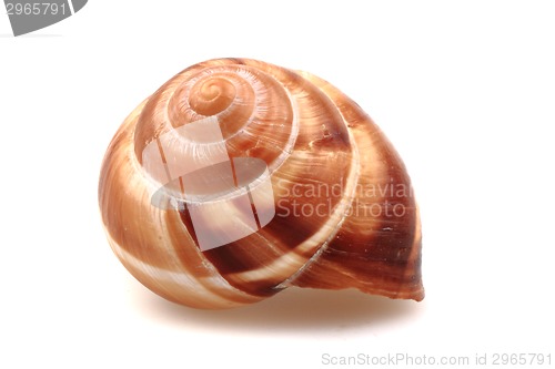 Image of snail shell isolated