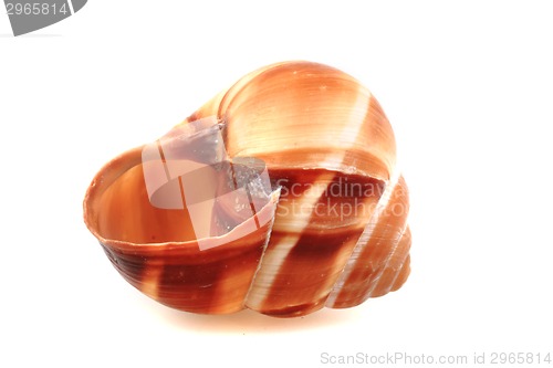 Image of snail shell isolated