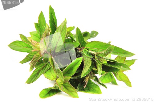 Image of green mint isolated