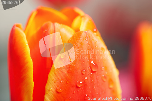 Image of Red tulip