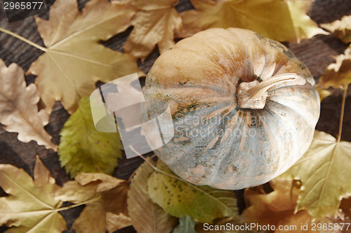 Image of Autumn