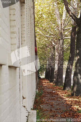 Image of trees edging the walk