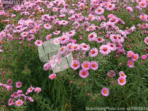 Image of Chrysanthemums on flowerbed