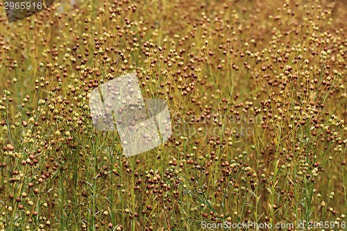 Image of flax plant background