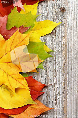 Image of Frame of Autumn Leafs