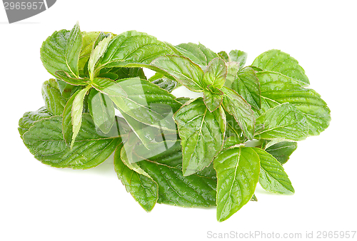 Image of Lemon Balm