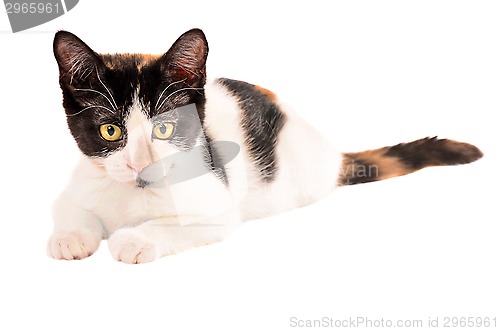 Image of Adorable calico kitten laying on white background