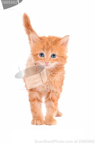 Image of Sad looking ginger kitten with a white background