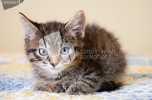 Image of Adorable Tabby Kitten on Blue and Yellow Quilt