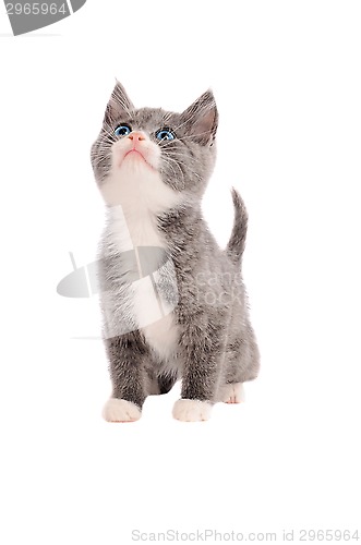 Image of Adorable grey and white kitten looking up