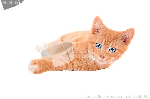 Image of Ginger kitten laying on a white background