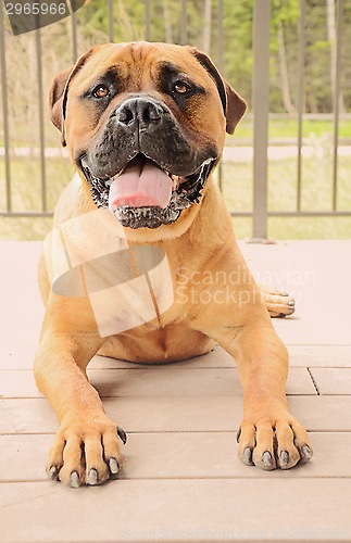 Image of Bullmastiff dog laying on a patio