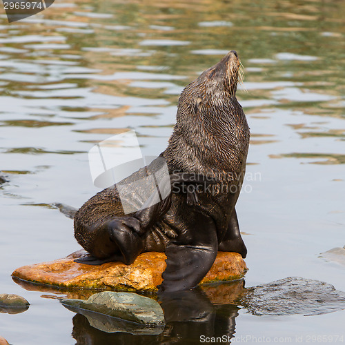 Image of South American sea lion