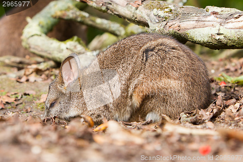 Image of Sleeping parma wallaby