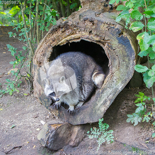 Image of Adult raccoon at his nest