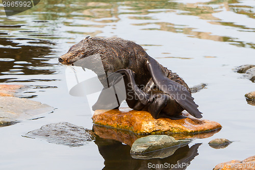 Image of South American sea lion