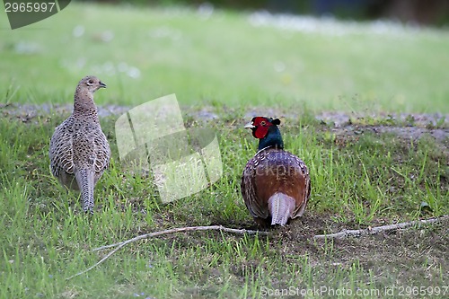 Image of pheasants