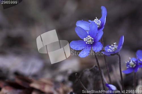 Image of hepatica nobilis