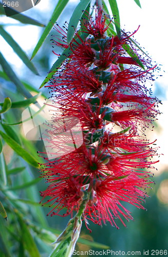 Image of Blossoming tree