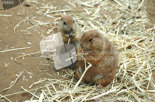 Image of Prairie dogs