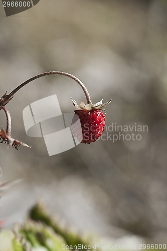 Image of wild strawberry