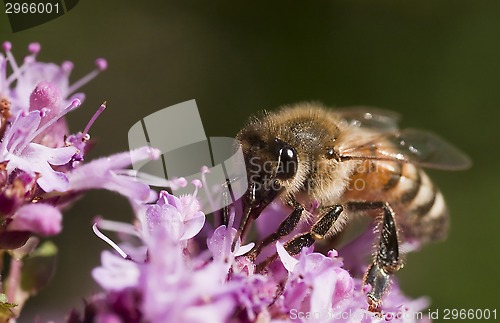 Image of bee pollinating purple flower
