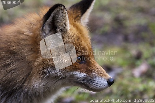 Image of european red fox