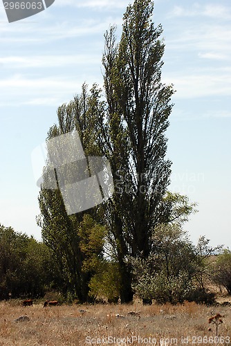 Image of pyramidic poplar