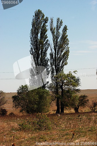 Image of pyramidic poplar