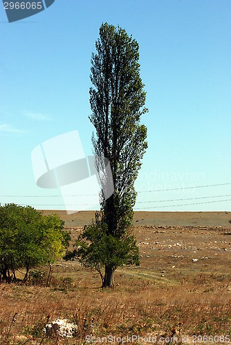 Image of pyramidic poplar