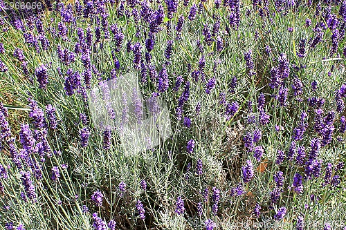 Image of Field of lavender