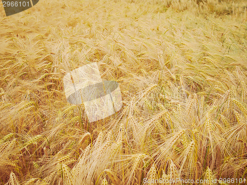 Image of Retro look Barleycorn field