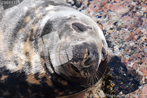 Image of Seal (Pinnipeds, often generalized as seals)