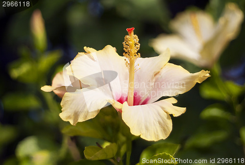 Image of Yellow hibiscus