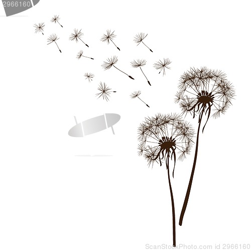 Image of dandelions