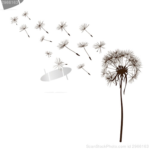 Image of dandelions