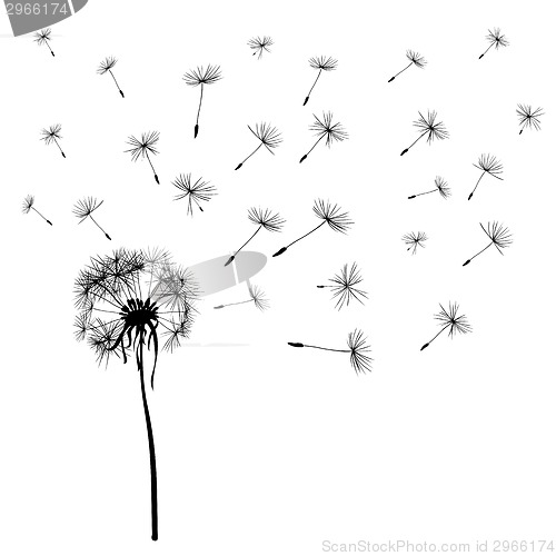 Image of dandelions