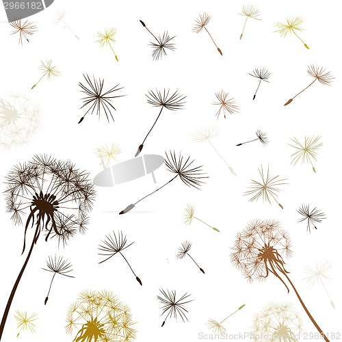 Image of dandelions