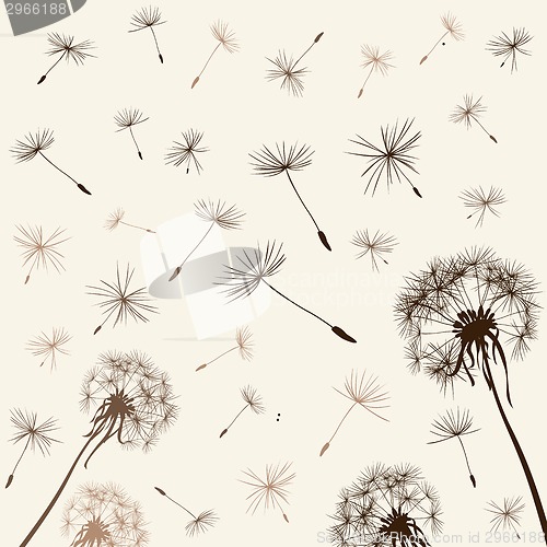 Image of dandelions