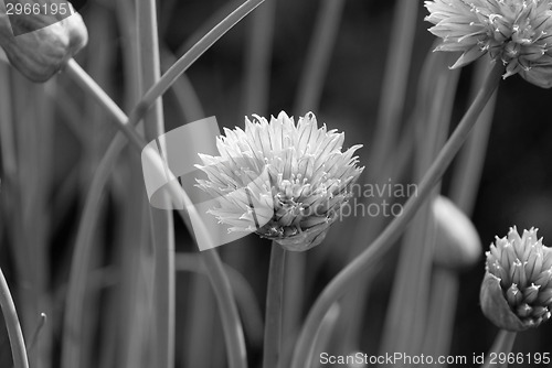 Image of Closeup of a chive flower head