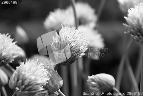 Image of Chive flowers opening