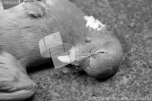 Image of Closeup of dead wood pigeon on the road